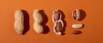 Польза и вред шелухи арахиса